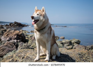 Profile Portrait Of Cute Dog Breed Siberian Husky At The Beach. Image Of Lovely Beige Husky Dog Waiting For The Owner, Sitting On The Rock At The Seaside On The Sea And Sky Background In Summer