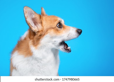 Profile portrait of funny welsh corgi pembroke or cardigan with open mouth and surprised or shocked face expression on blue background, copy space. Dog sees something impressive