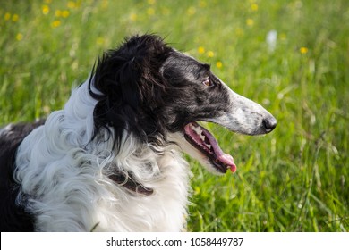 16,566 Dog face profile Images, Stock Photos & Vectors | Shutterstock