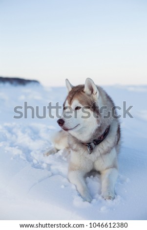 Profile portrait of gorgeous dog breed husky is lying on the snow at sunset and looking into the distance. Portrait of beige and white Siberian husky topdog is on the ice floe of the frozen sea