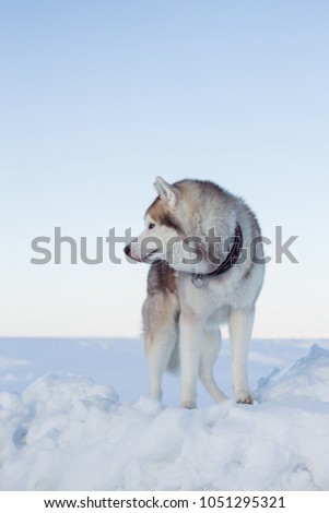 Profile Portrait of gorgeous dog breed siberian husky standing on the ice floe. Free and prideful Husky topdog is relaxing at the frozen sea and snow.