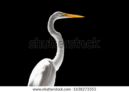 Similar – Image, Stock Photo bird Bird Zoo Ocean White