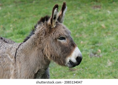 1,406 Mule profile Images, Stock Photos & Vectors | Shutterstock