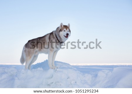 Profile Portrait of perfect dog breed siberian husky standing on the ice floe in winter. Free and prideful Husky topdog is enjoying frozen sea view on a snow background