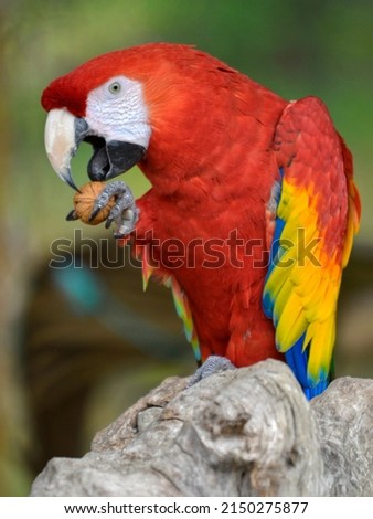	Profile portrait of scarlet macaw (Ara macao) eating a nut