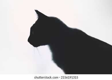 Profile portrait silhouette of mekong bobtail (siamese) cat against bright light