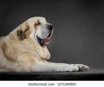 Mastin Espanol Hd Stock Images Shutterstock