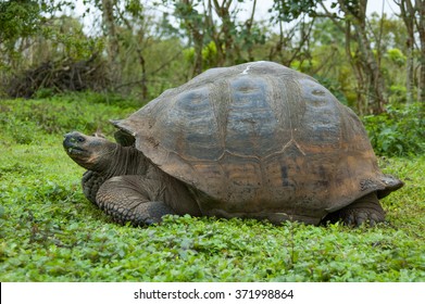 Profile Portrait Of A Typical Galapagos Giant Tortoise. Galapagos, October.