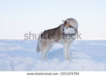 Profile Portrait of young and beautiful dog breed siberian husky standing on the ice floe in winter. Free and prideful Husky topdog is looking back on the snow at the frozen sea