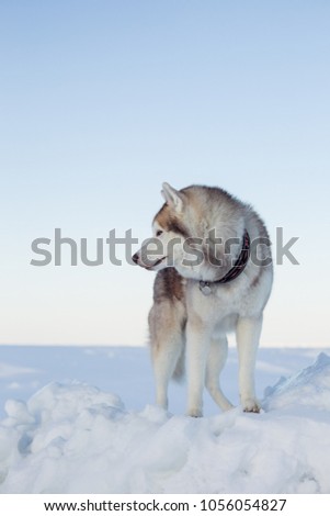 Profile Portrait of young and beautiful dog breed siberian husky standing on the ice floe. Image of Free and prideful Husky topdog is relaxing at the frozen sea and snow.