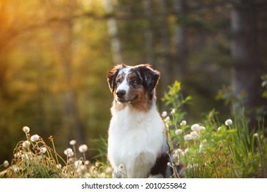 Profile Portrait of young and cute Blue merle Australian shepherd dog in the forest at sunset in summer. Beautiful aussie puppy sitting outdoors