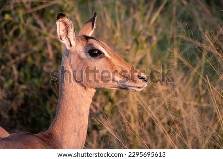 Profile portrait of a young impala ewe with catchlight in the eye