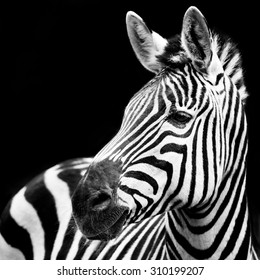 Profile Portrait of a Zebra Against a Black Background