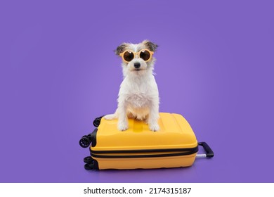 Profile puppy dog going on vacation above a yellow suitcase. Isolated on purple background