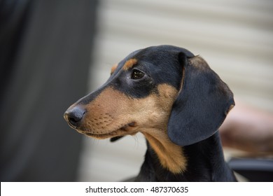 Profile of Pure Blood Dachshund Weiner Dog Puppy, Narrow Depth of Field, Natural Light