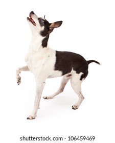Profile of a Rat Terrier dog isolated on white with one paw up while he is looking up at a treat