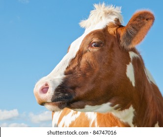 Profile Of A Red Cow Head Against A Blue Sky In The Netherlands