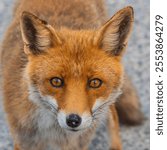 the profile of a red fox. italy abruzzo