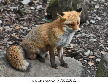 Profile of the red fox (Vulpes vulpes)
