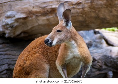 Profile Of Red Kangaroo In An Arid Environment