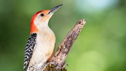 Profile Of Red-Bellied Woodpecker Perched On A Branch