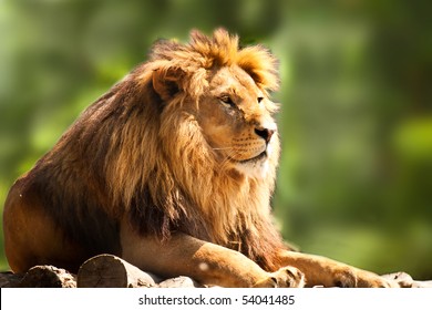 Profile Of A Relaxed African Lion Staring In The Zoo