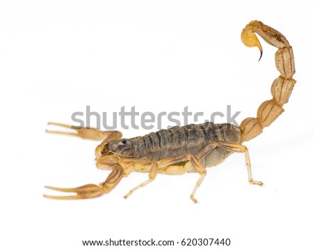 profile scorpion isolated