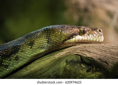 Profile Of Scrub Python