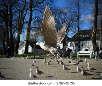 Profile Of Seagull Mid-flight In Busy Town Square