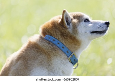犬 干支 柴犬 の写真素材 画像 写真 Shutterstock