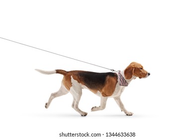 Profile Shot Of A Beagle Dog Walking On A Leash Isolated On White Background