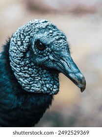 Profile shot of a Black Vulture showcasing its rough, textured skin and intense gaze