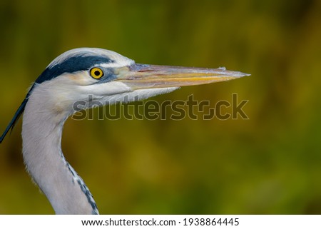 Profile shot of a grey heron (Ardea cinerea) in front of greenyellow background, its head isolated from the blurred background with warm colors