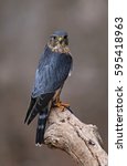 A profile shot of a Merlin (Falco columbarius) sitting on a branch.
