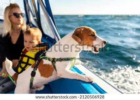 Profile side view of cute adorable little jack russel terrier dog sailing with family on luxury yacht boat deck against clean blue azure water on bright sunny summer day. Travel sea tourism with pets
