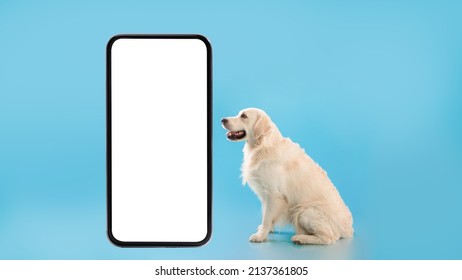 Profile Side View Portrait Of Happy Healthy Dog Sitting On The Floor And Looking At Big Giant Cell Phone With White Screen Isolated On Blue Studio Background. Mock Up Free Copy Space, Banner Panorama