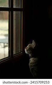 Profile side view of a small tabby cat sitting and looking out of a window softly lit by natural light with a dark background for a creative, distinguished portrait as the cat looks intently.