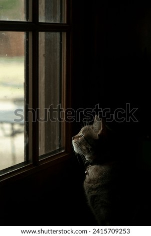 Profile side view of a small tabby cat sitting and looking out of a window softly lit by natural light with a dark background for a creative, distinguished portrait as the cat looks intently.