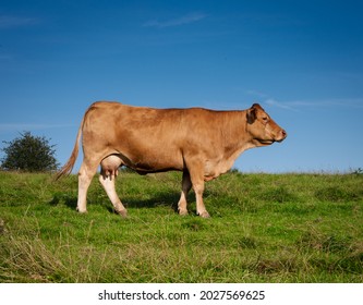 Profile silhouette of a beef cow in a field in the countryside. Charolais breed cattle - Shutterstock ID 2027569625
