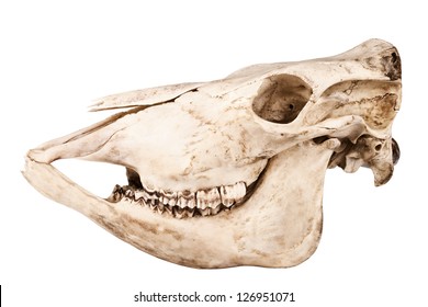 Profile Cutout Skull Domestic Horse On Stock Photo 74510413 | Shutterstock