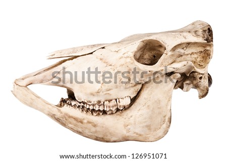 Profile of skull of domestic horse on a white background (Equus caballus)