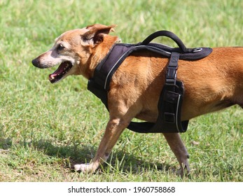 Profile of a small fawn dog wearing a black harness with a handle at the top. Jack russell terrier mix