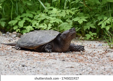 Profile Snapping Turtle Crawls Across Sand Stock Photo 1745021927 ...