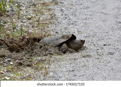 516 Turtles digging out Images, Stock Photos & Vectors | Shutterstock