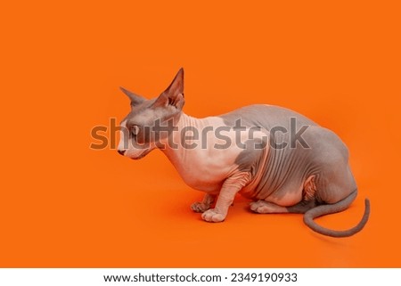 Profile sphynx cat lying down looking away. Isolated on orange background