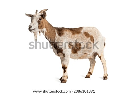 Profile of a Tibetan Pigmy Goat, isolated on white