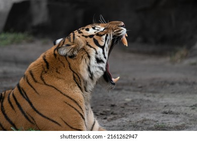 Profile Of A Tiger Yawning