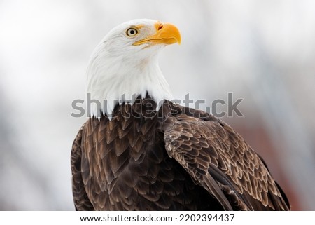 Profile view of an American Bald Eagle isolated against a snowy winter landscape