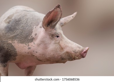 Profile view animal portrait of big domestic pig.