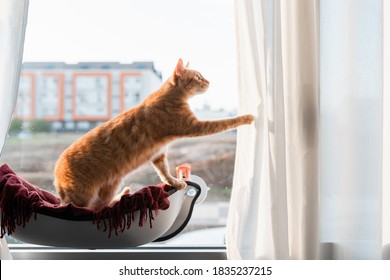 profile view. brown tabby cat in a hammock by the window, tries to open the window - Powered by Shutterstock